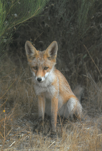 premio biodiversidade